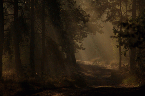 Mountain Hermit : Lucus